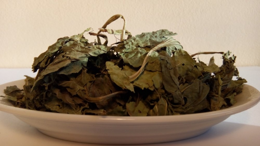 Nông dân hái ra tiền từ “thần dược” mọc dại ven đường